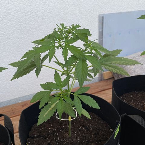 Buddy growlog timeline photo
