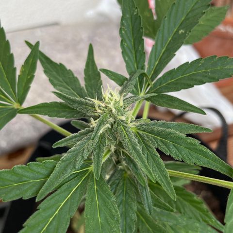Eddy #1 growlog timeline photo
