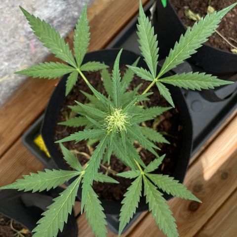 Jack #1 growlog timeline photo