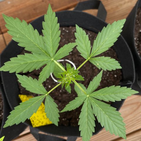 Buddy growlog timeline photo