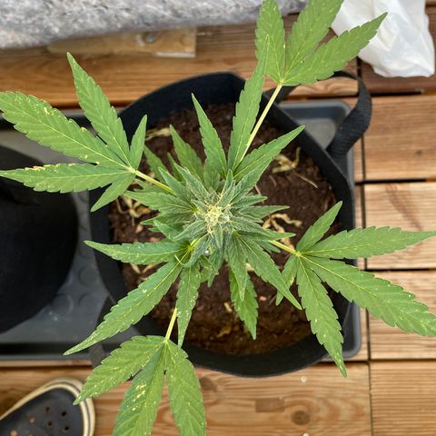 Eddy #1 growlog timeline photo