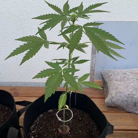 ZZ-Top growlog timeline photo