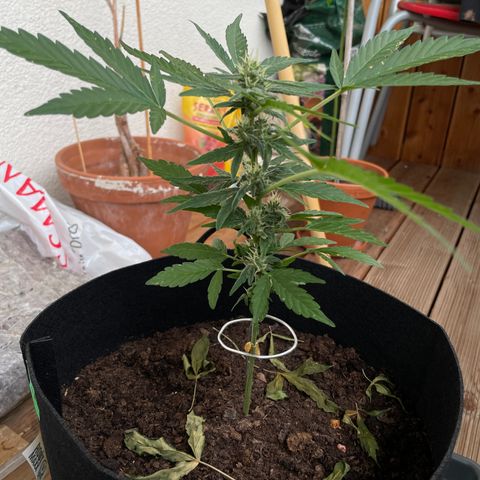 Eddy #1 growlog timeline photo