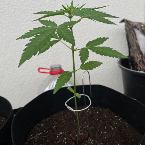 ZZ-Top growlog timeline photo