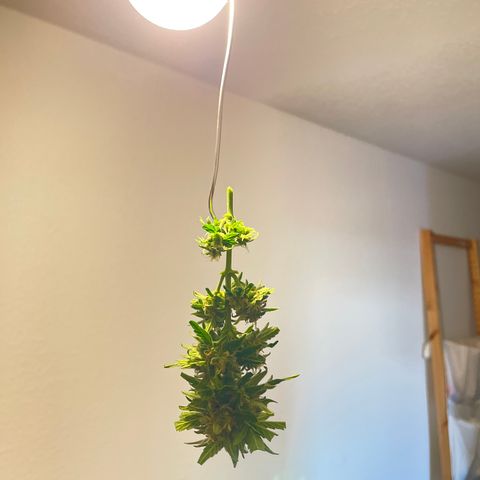 Berry #1 growlog photo: Harvested. Trimmed a bit. Washed. Hung up to dry.