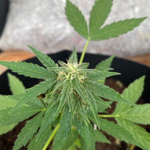 Berry #1 growlog timeline photo