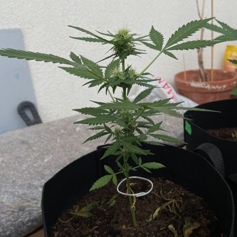 Jack #1 growlog timeline photo