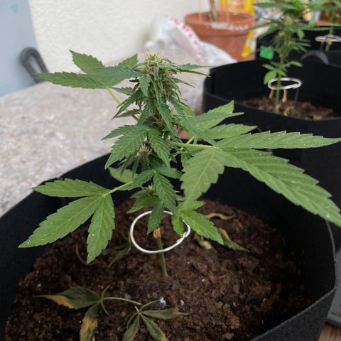 Berry #1 growlog timeline photo