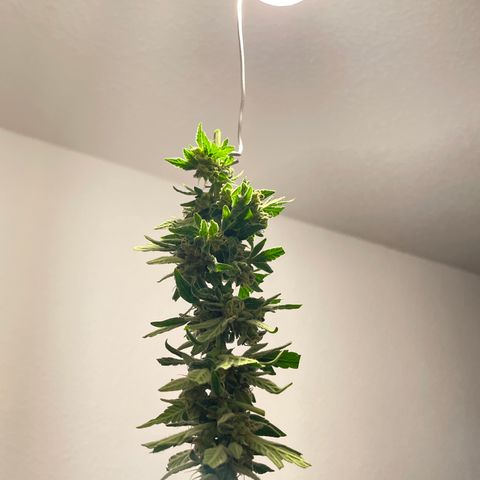 Eddy #1 growlog timeline photo