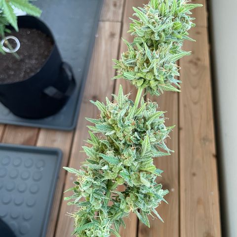Jack #1 growlog timeline photo