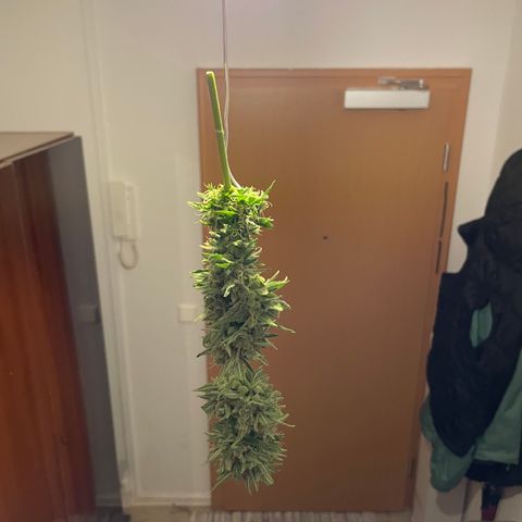 Jack #1 growlog timeline photo