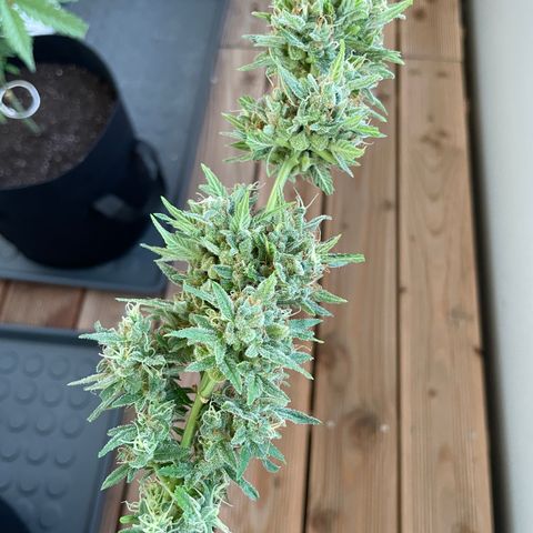Jack #1 growlog timeline photo