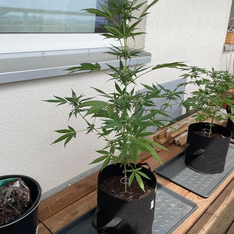 Northern Light growlog timeline photo