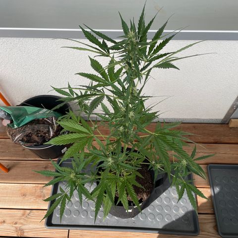 Northern Light growlog timeline photo