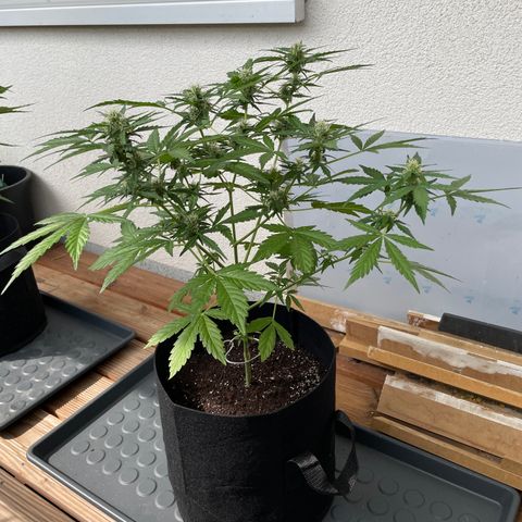 Buddy growlog timeline photo