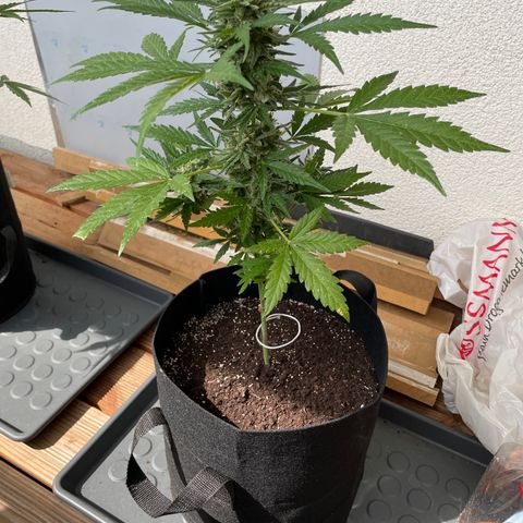 ZZ-Top growlog timeline photo
