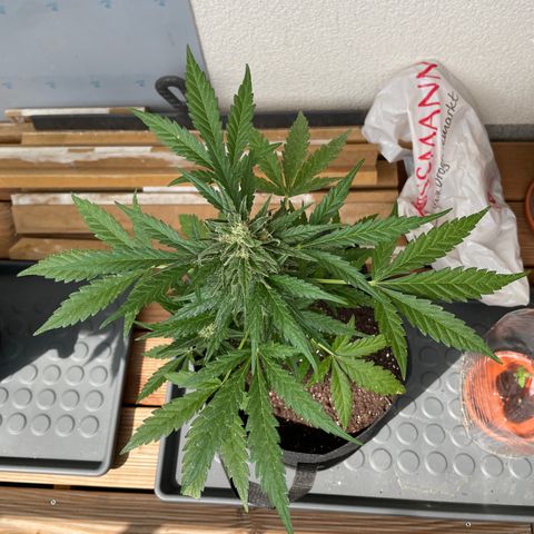 ZZ-Top growlog timeline photo