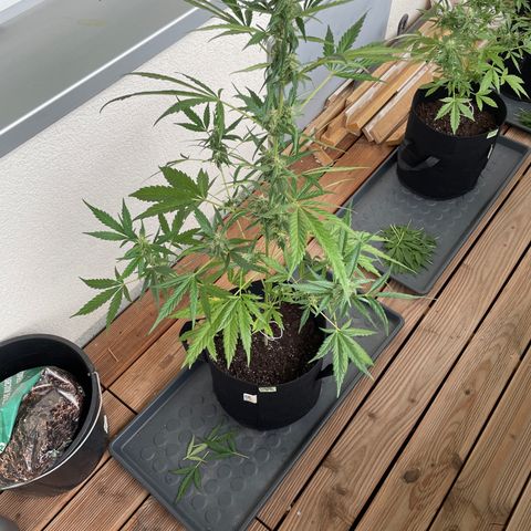 Northern Light growlog timeline photo