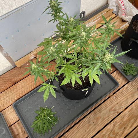 Buddy growlog timeline photo