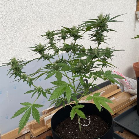 Buddy growlog timeline photo