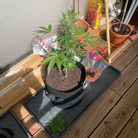 ZZ-Top growlog timeline photo