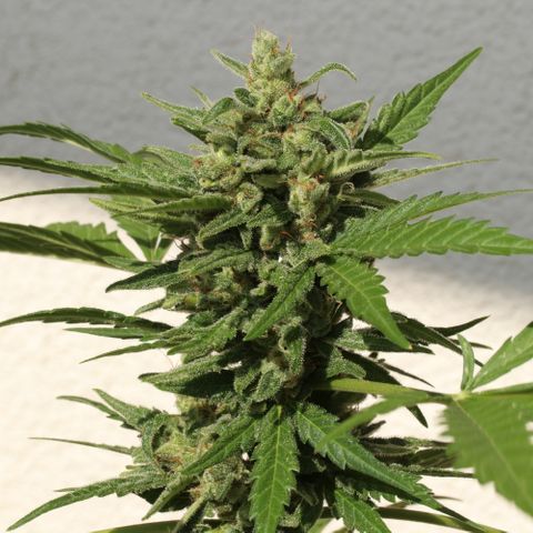 ZZ-Top growlog photo: Headbud looks about ready to harvest, but the bottom is still mostly white haired…