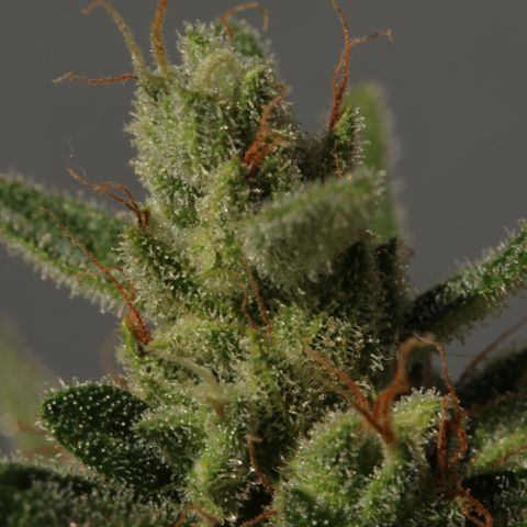 ZZ-Top growlog photo: Headbud looks about ready to harvest, but the bottom is still mostly white haired…