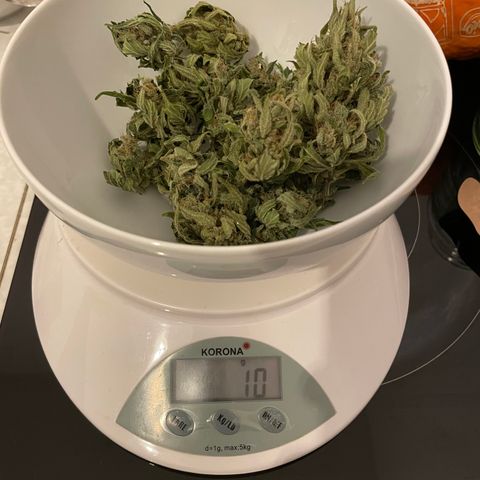 ZZ-Top growlog timeline photo