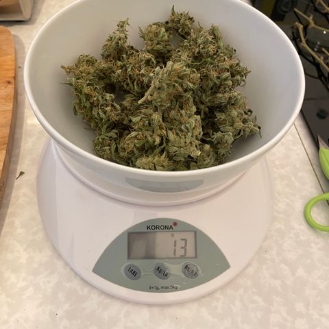 Buddy growlog timeline photo