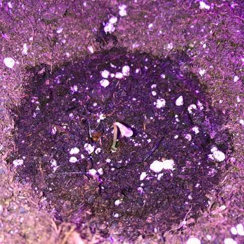 Fat Banana Automatic growlog photo: Germinata con successo 