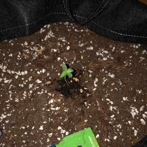 Fat Banana Automatic growlog timeline photo