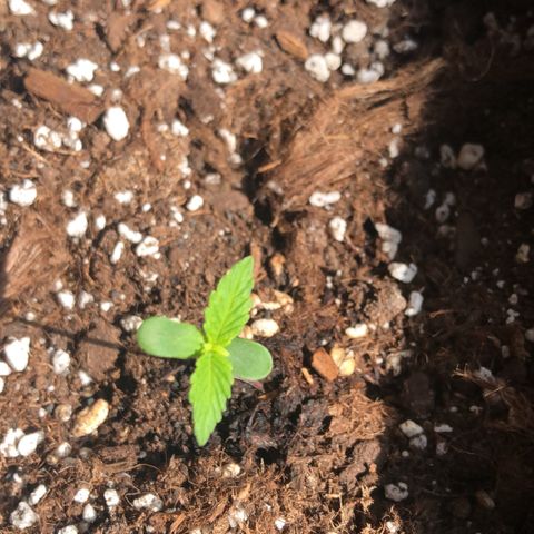 Fat Banana Automatic growlog timeline photo