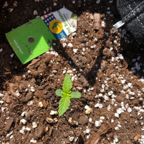 Fat Banana Automatic growlog timeline photo