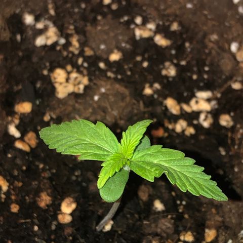 Fat Banana Automatic growlog timeline photo