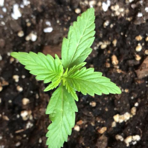 Fat Banana Automatic growlog timeline photo