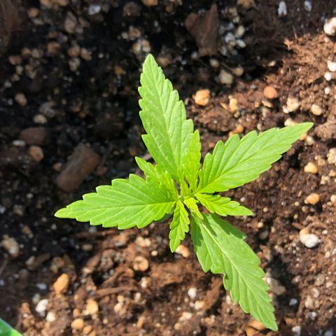 Fat Banana Automatic growlog timeline photo