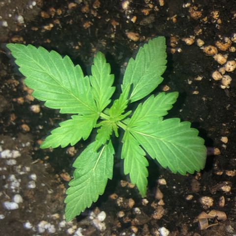Fat Banana Automatic growlog timeline photo