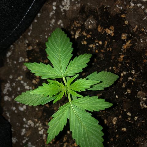 Fat Banana Automatic growlog timeline photo