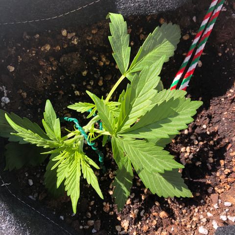 Fat Banana Automatic growlog timeline photo