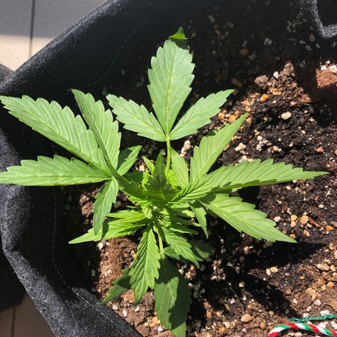 Fat Banana Automatic growlog timeline photo