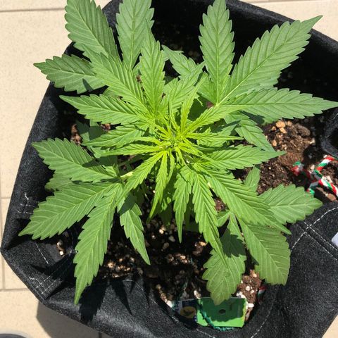 Fat Banana Automatic growlog timeline photo