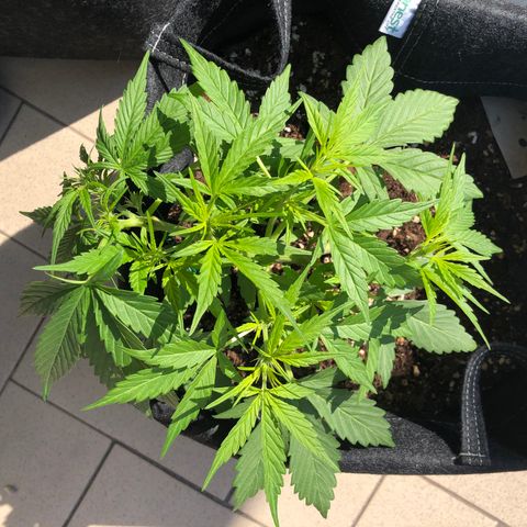 Fat Banana Automatic growlog timeline photo