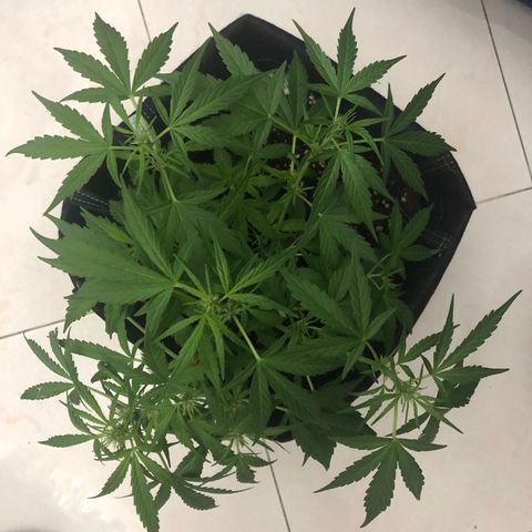 Fat Banana Automatic growlog timeline photo