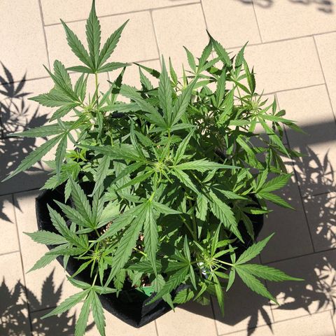Fat Banana Automatic growlog timeline photo