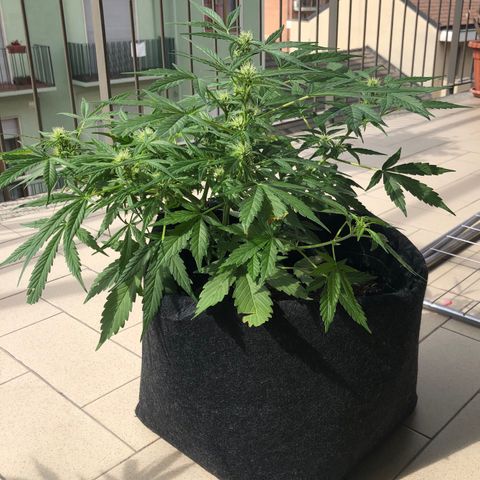 Fat Banana Automatic growlog timeline photo