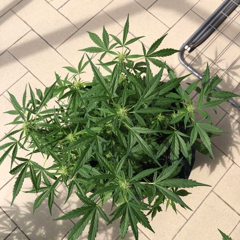 Fat Banana Automatic growlog timeline photo