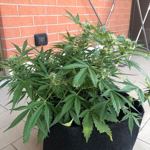 Fat Banana Automatic growlog timeline photo