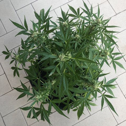 Fat Banana Automatic growlog timeline photo