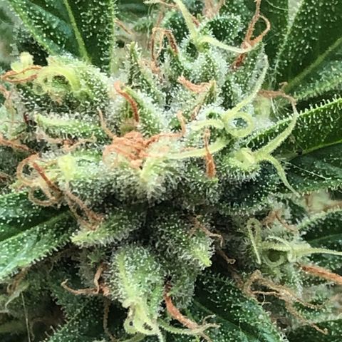 Fat Banana Automatic growlog timeline photo