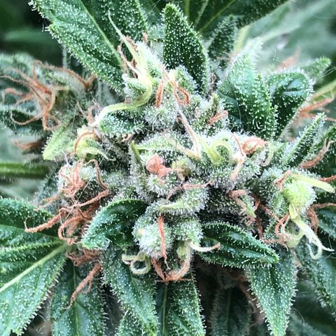 Fat Banana Automatic growlog timeline photo